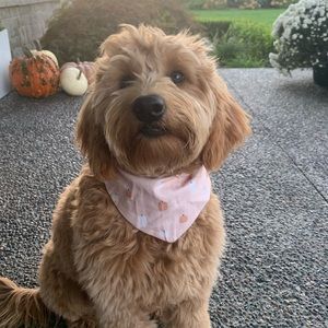 Princess Pups | Pumpkin Patch Bandana